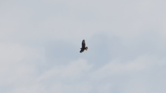 Buteo rufinus
