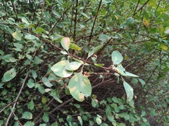 Berberis sphaerocarpa