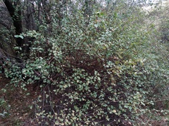 Berberis sphaerocarpa
