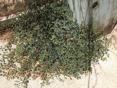 Capparis zoharyi