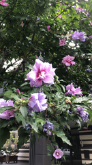 Hibiscus syriacus