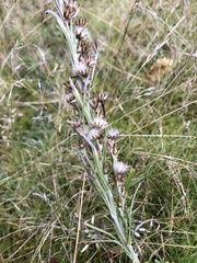 Omalotheca sylvatica