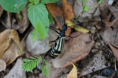 Epicauta niveolineata