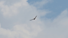 Buteo rufinus