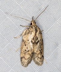 Philobota baryptera
