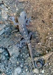 Tarentola boettgeri