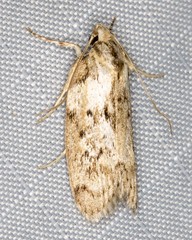 Philobota baryptera
