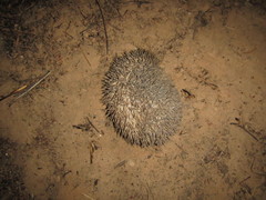 Atelerix albiventris