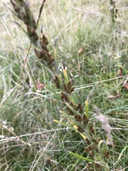 Omalotheca sylvatica