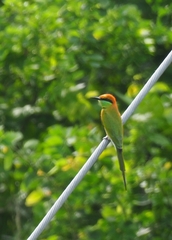 Merops orientalis ferrugeiceps