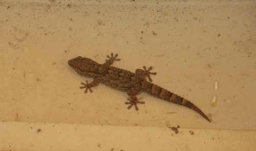 Senegambian Wall Gecko, Tarentola senegambiae