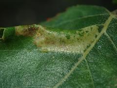 Phyllonorycter cavella