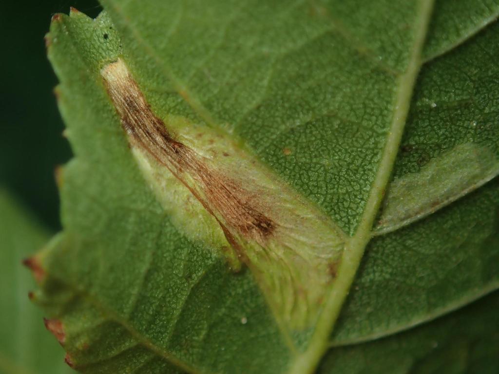 Gold Birch Midget