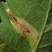 Phyllonorycter cavella - Photo (c) Alexis, alguns direitos reservados (CC BY), uploaded by Alexis