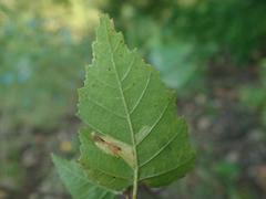 Phyllonorycter cavella