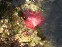 Actinia tabella