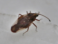 Physatocheila