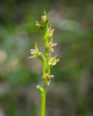 Prasophyllum fecundum