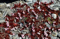 Epilobium tasmanicum