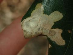 Tischeria ekebladella