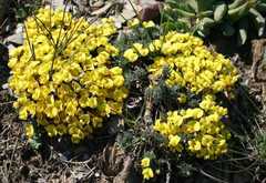 Lotononis dahlgrenii