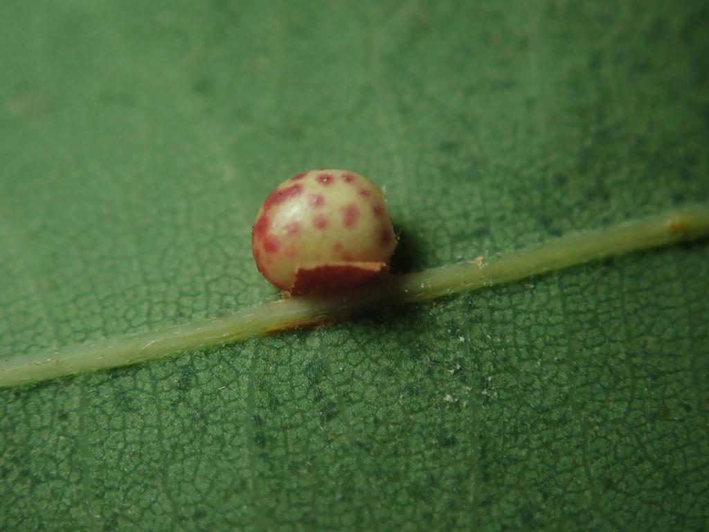Oyster Gall Causer