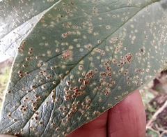 Uromyces viciae-fabae