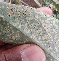 Uromyces viciae-fabae