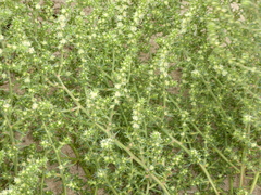 Salsola kali kali