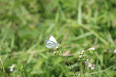 Appias libythea olferna