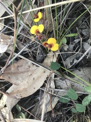 Bossiaea prostrata