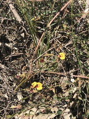 Bossiaea prostrata
