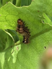 Acronicta rumicis