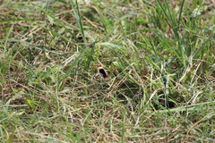 Junonia orithya minagara