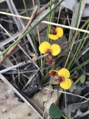 Bossiaea prostrata