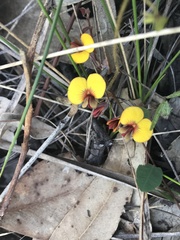 Bossiaea prostrata