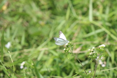 Appias libythea olferna