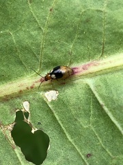 Monolepta quadriguttata