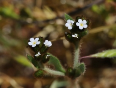 Plagiobothrys fulvus