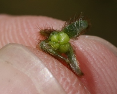 Plagiobothrys fulvus