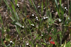 Plagiobothrys fulvus