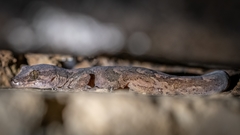 Dactylocnemis pacificus