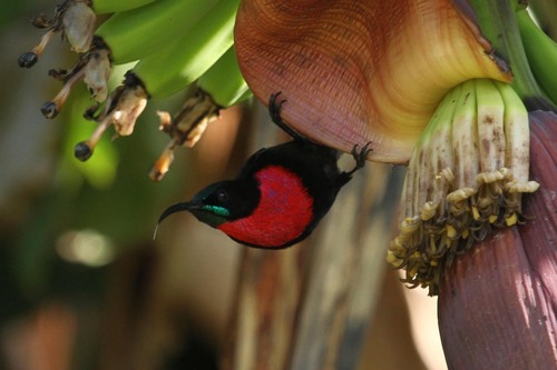 Scarlet-chested Sunbird