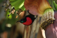 Scarlet-Chested Sunbird photo 5