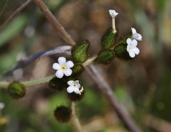 Plagiobothrys fulvus