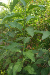 Gymnanthemum amygdalinum