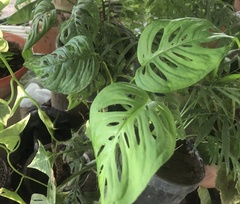 Monstera obliqua