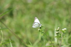 Appias libythea olferna
