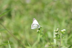Appias libythea olferna