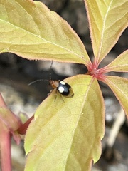 Monolepta quadriguttata
